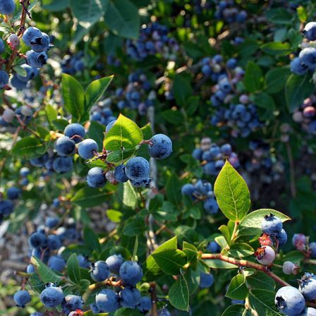 blueberry tree