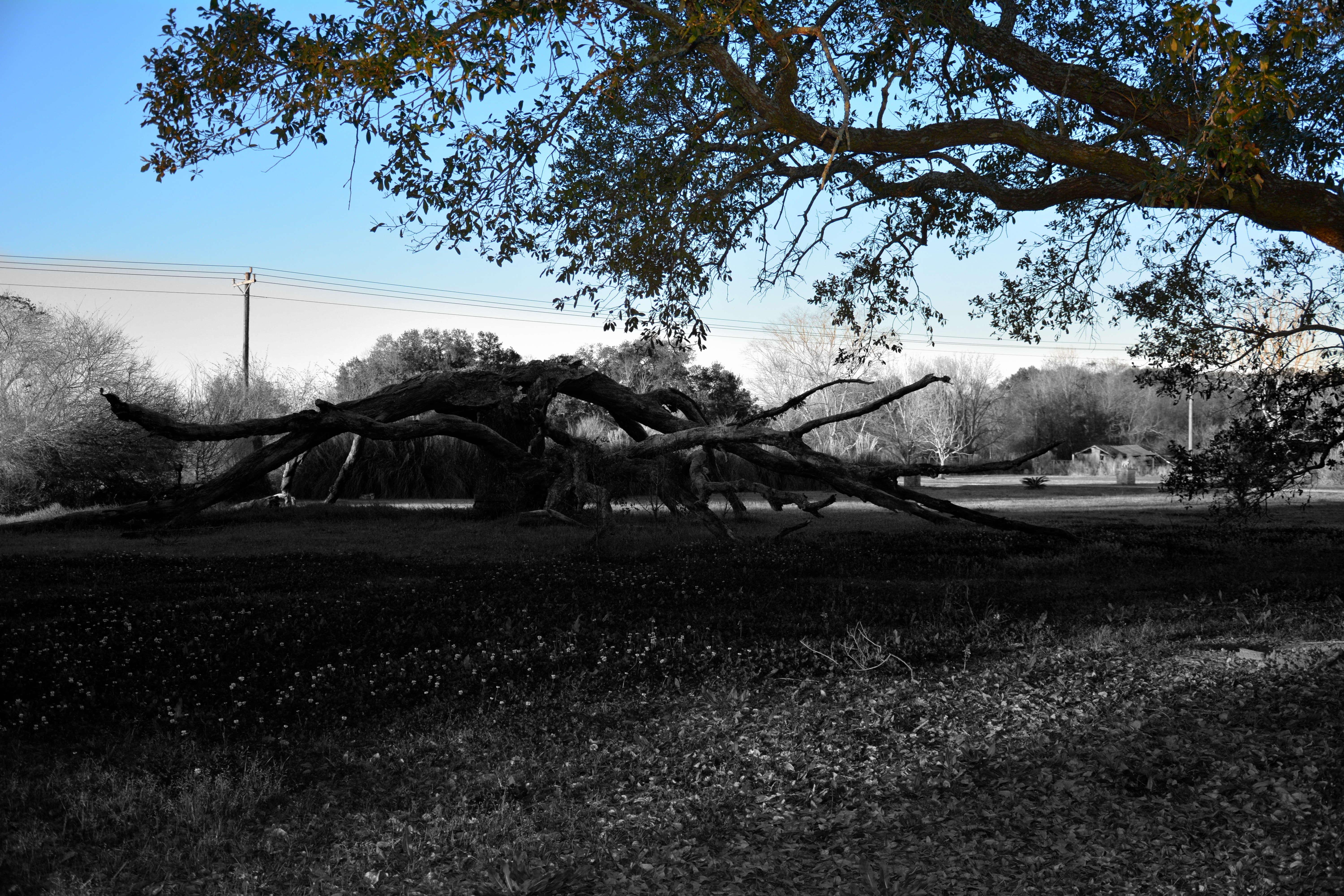 Tree of Good and Evil