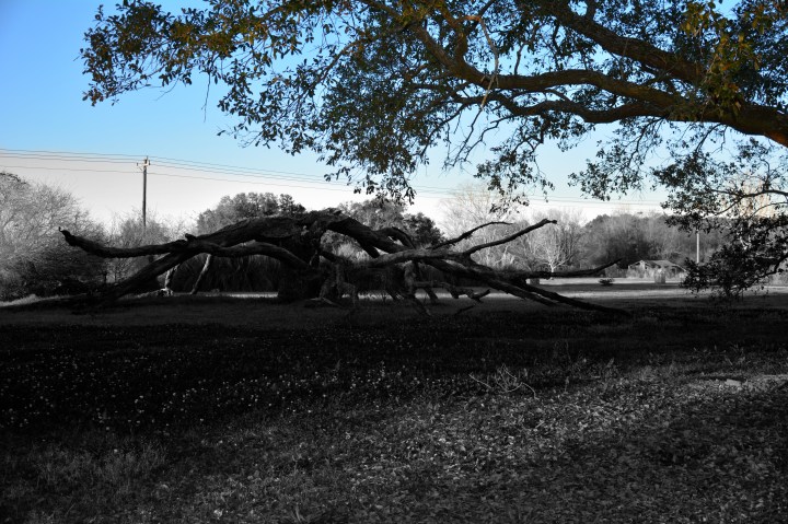 Tree of Good and Evil